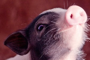 Cochon miniature: intelligent, joueur et sociable