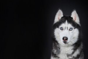 Husky de Sibérie: un chien joyeux et très endurant