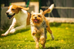 Le parc à chiens: conseils pour une expérience positive