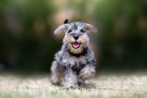 Le schnauzer nain : un chien intelligent et affectueux