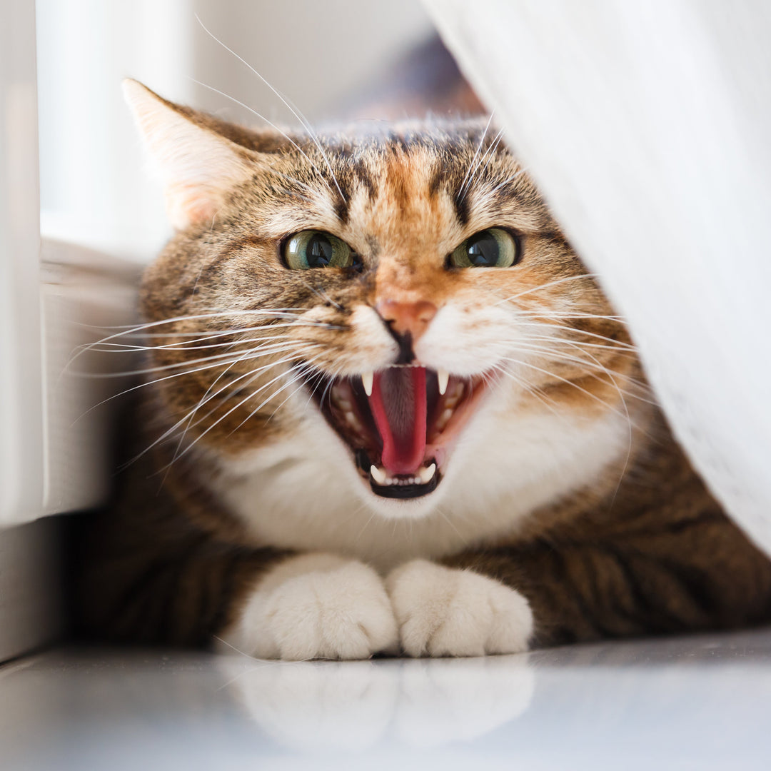 Santé Buccale pour Chat