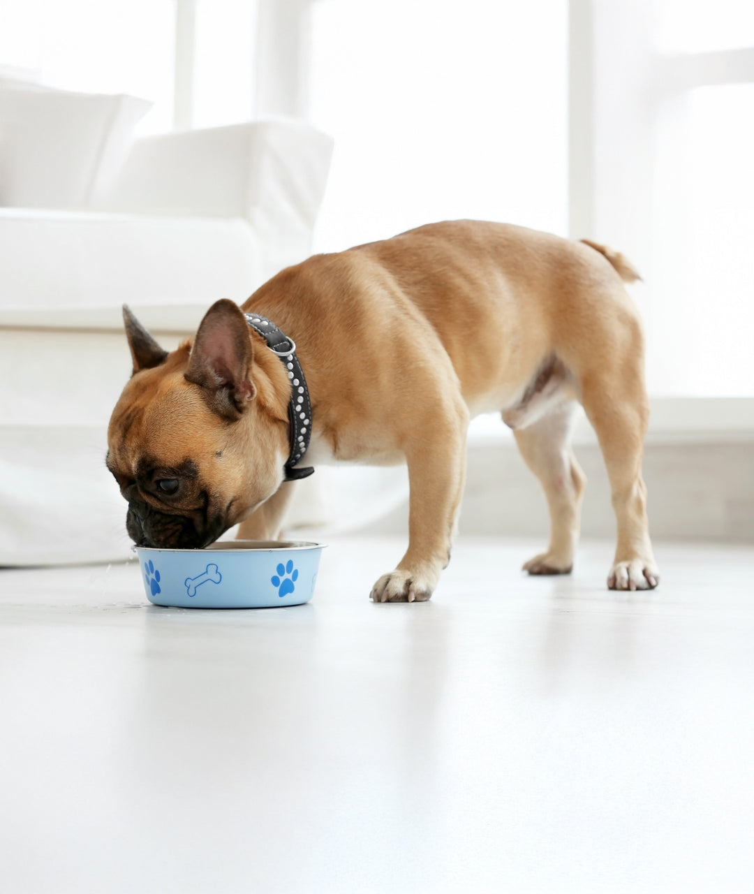 Nourriture sèche Chien