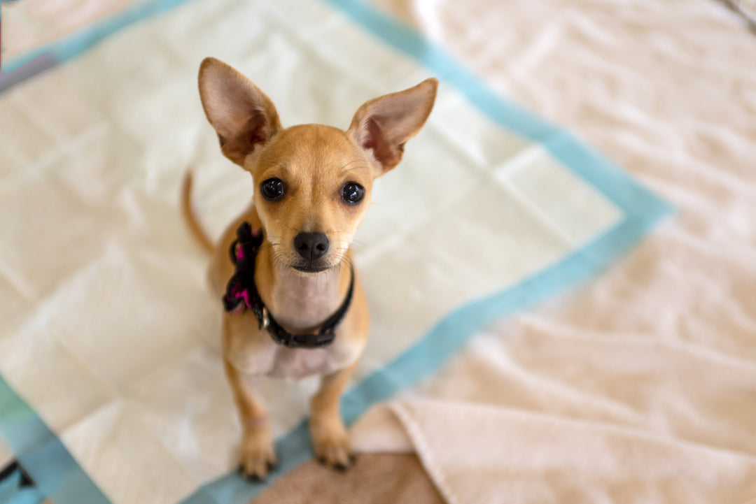 Entrainement et propreté pour Chien