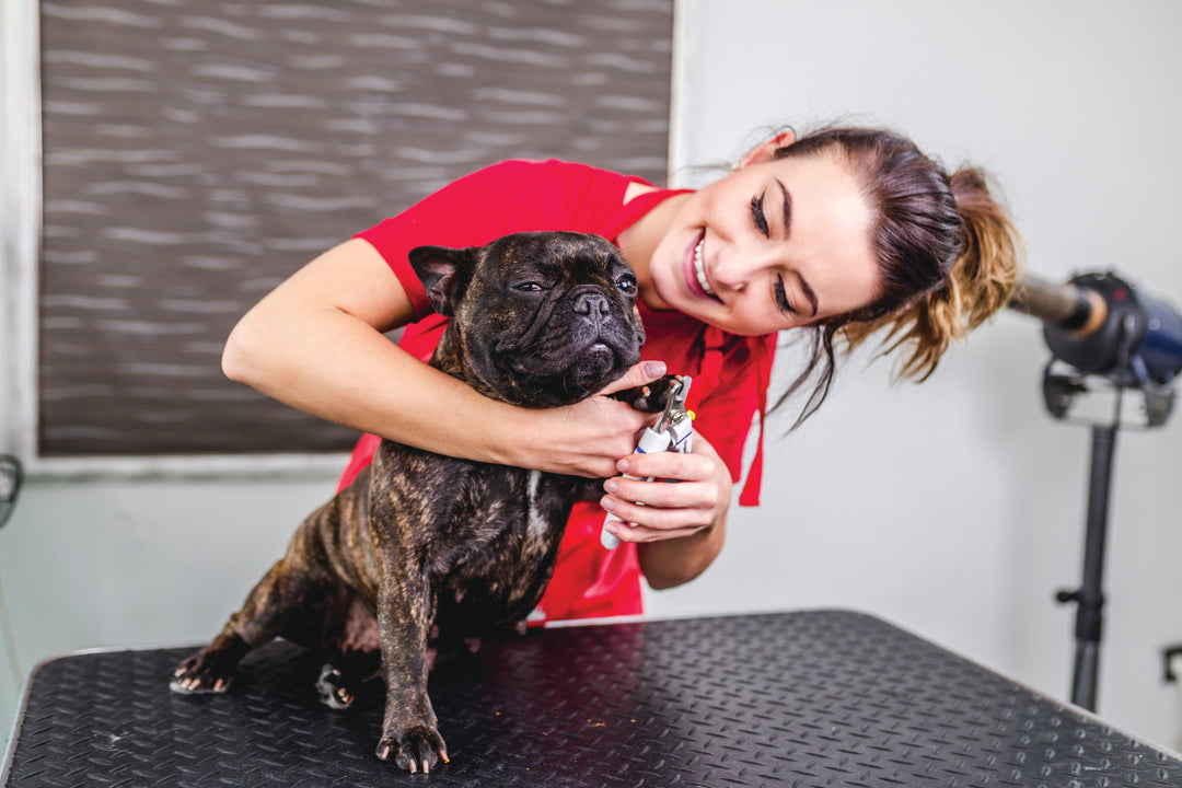 Toilettage pour Chien