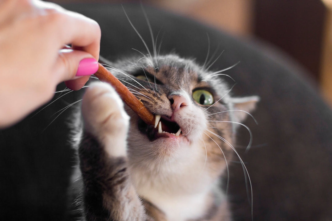 Gâteries pour Chat