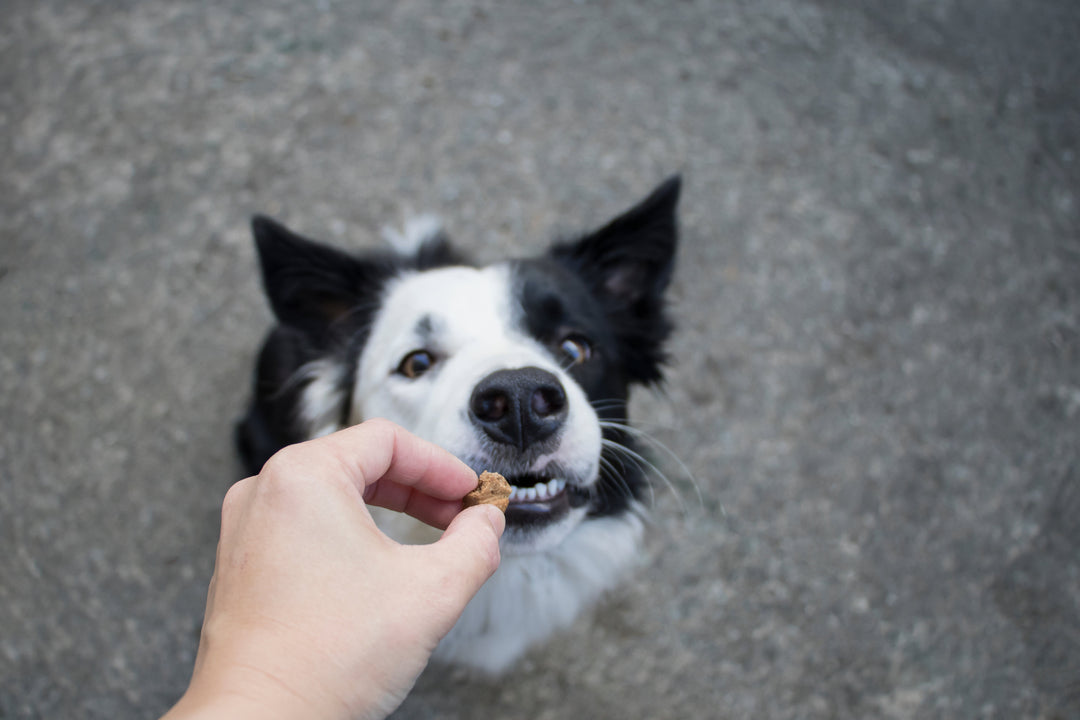 Gâteries Lyophilisées pour Chien