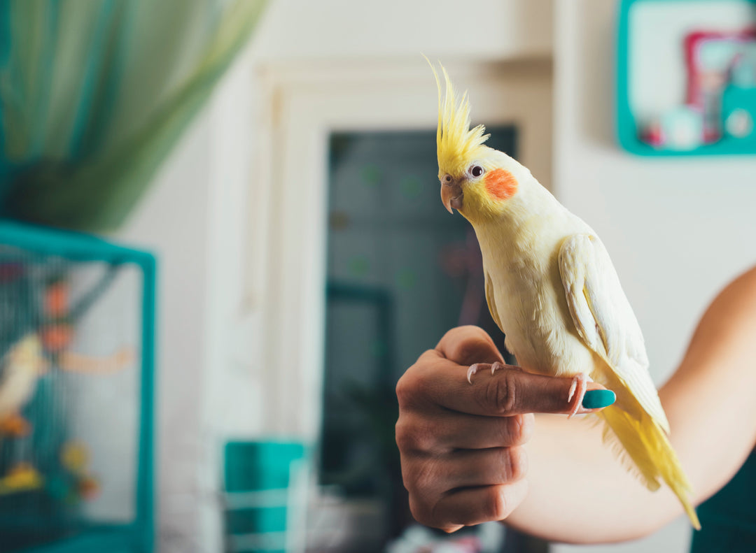 Gâteries pour Oiseau