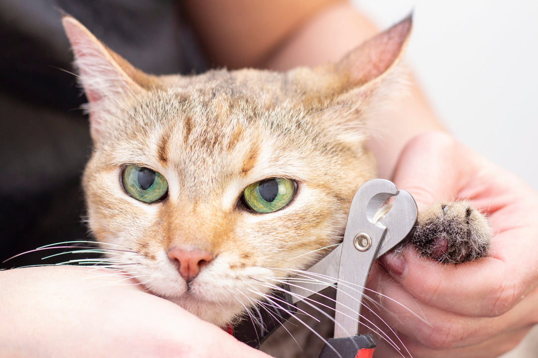 Toilettage pour Chat
