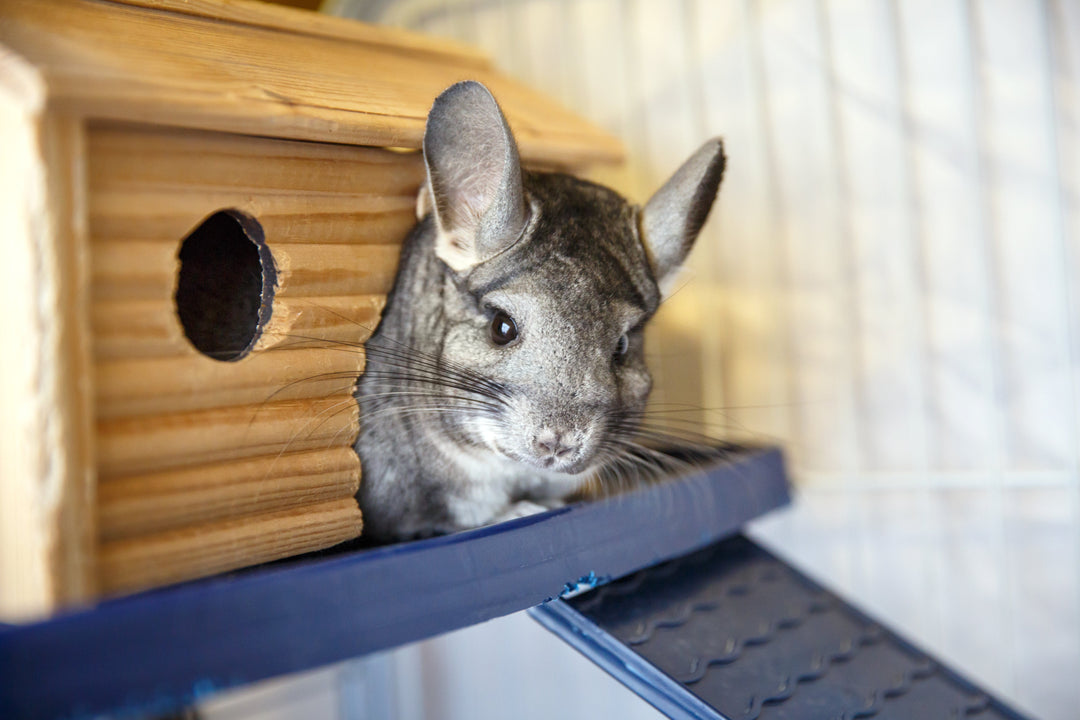 Habitats et accessoires pour cages pour Rongeur