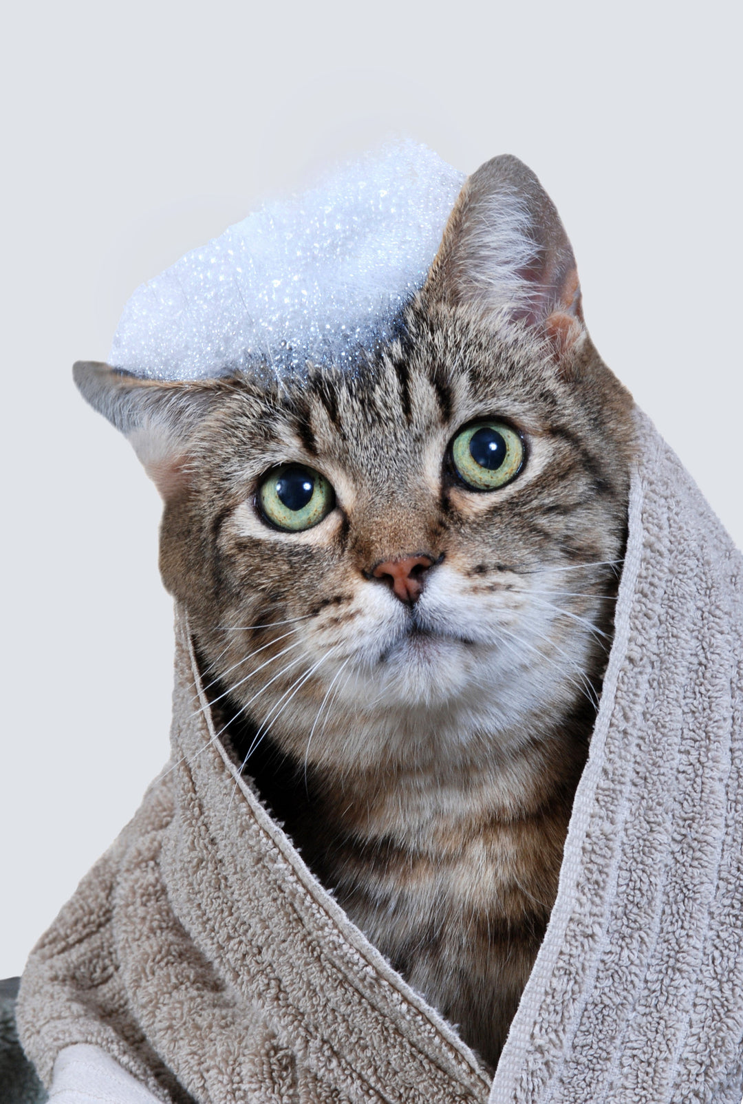 Shampooings pour Chat