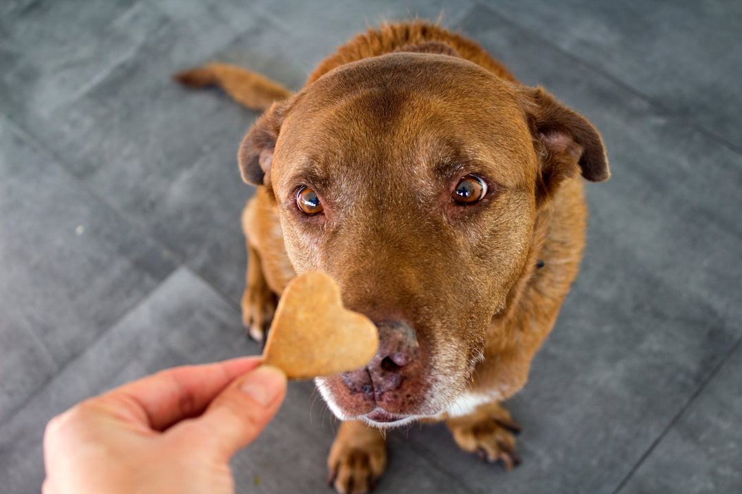 Gâteries pour Chien