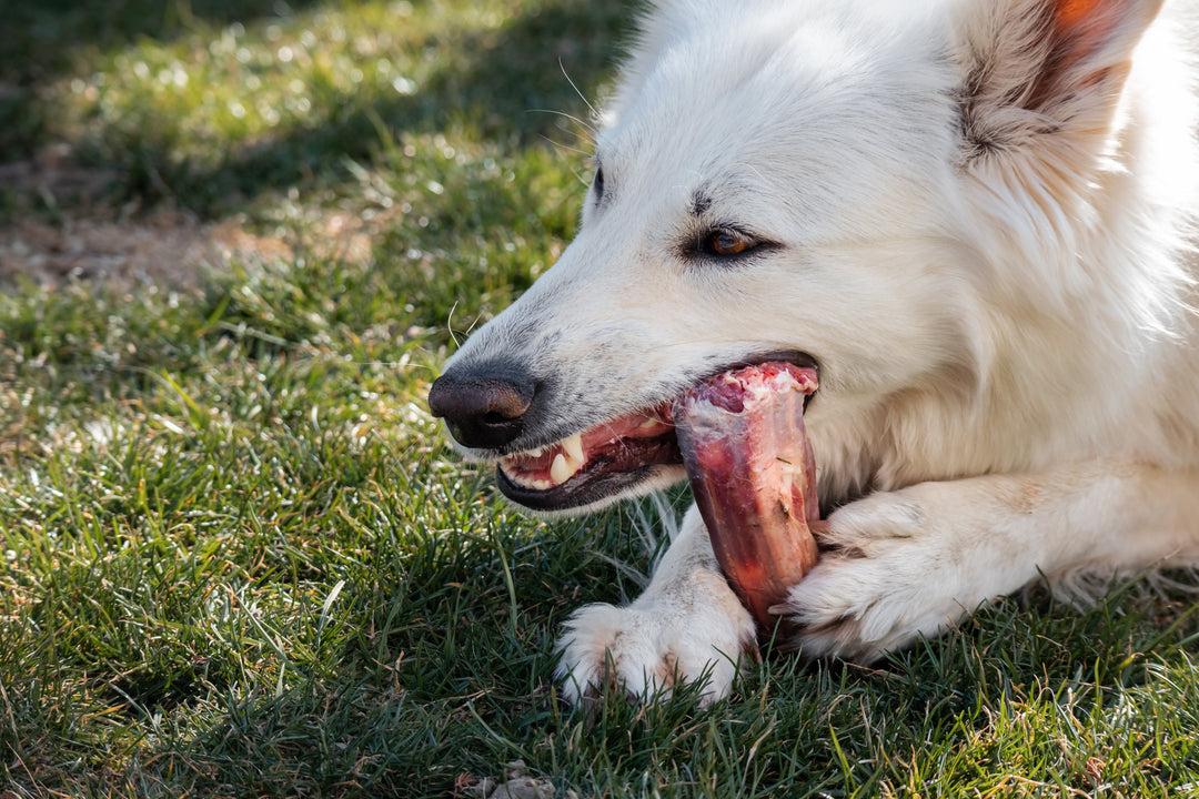 Os Cru, cuir brut et parties animales pour Chien