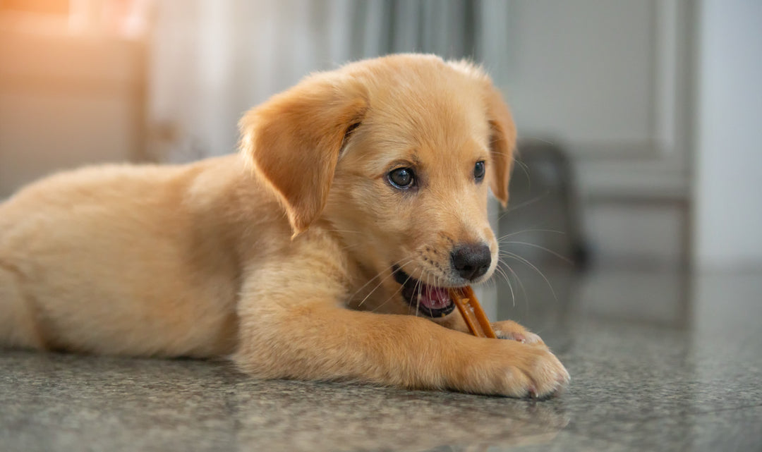 Dentaire pour Chien