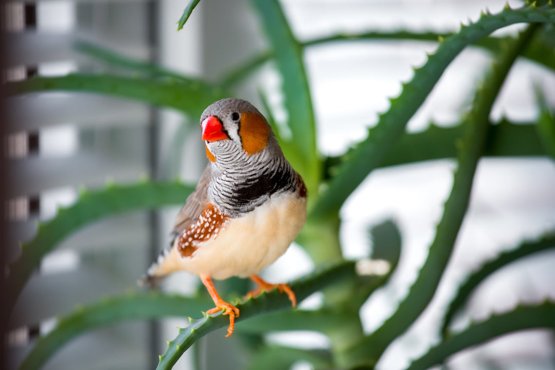 Autres pour Oiseau