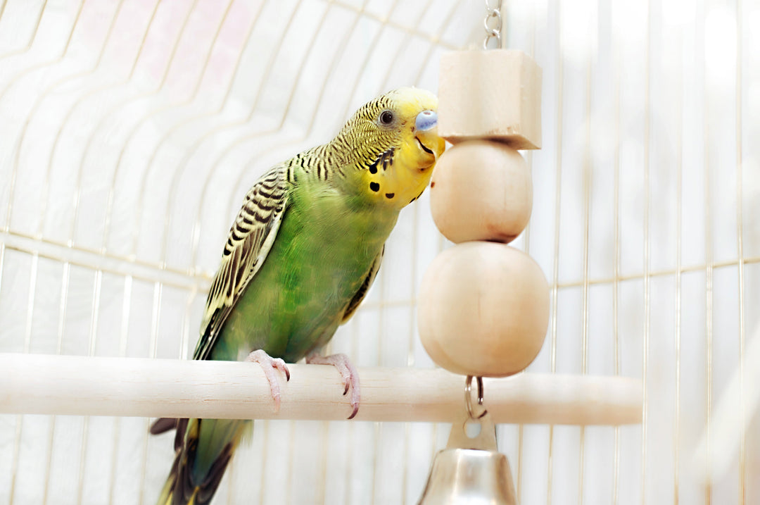 Oiseaux domestiques pour Oiseau