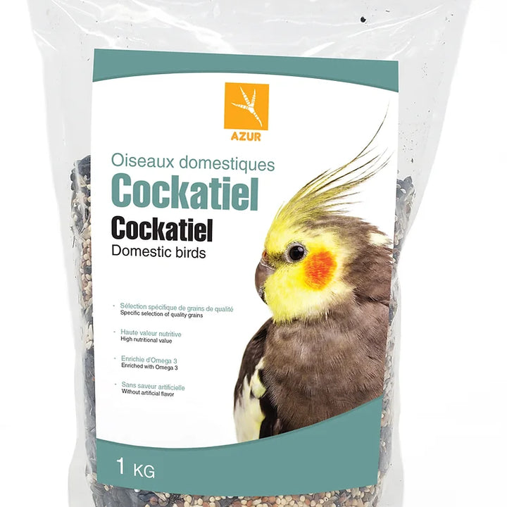 Azur Oiseau Domestique Cockatiel