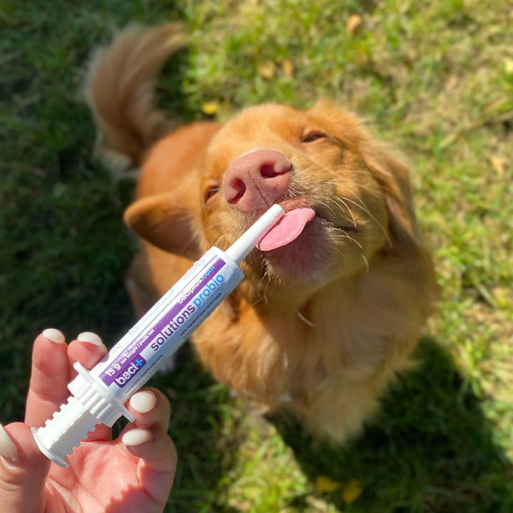 Supplément Probio+ Vivo en pâte de pré et probiotiques pour chiens et chiots