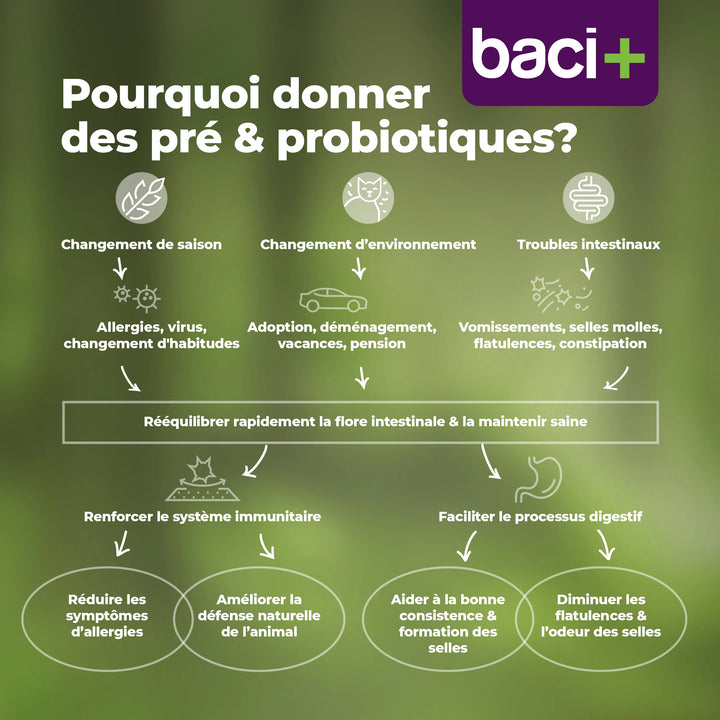 Trousse Boost Intestinal de pré et probiotiques en deux étapes pour chats et chatons