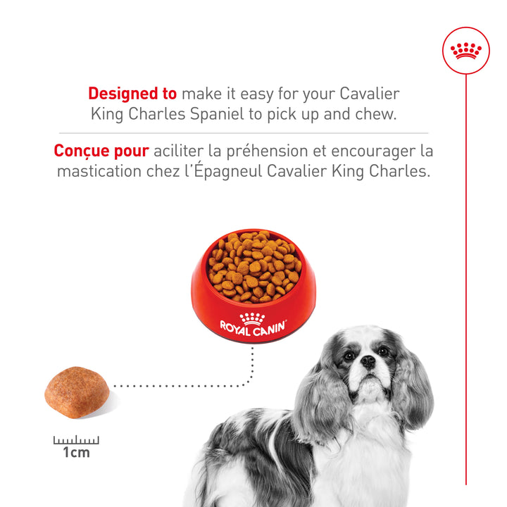 Nourriture sèche pour chiens adultes Cavalier King Charles