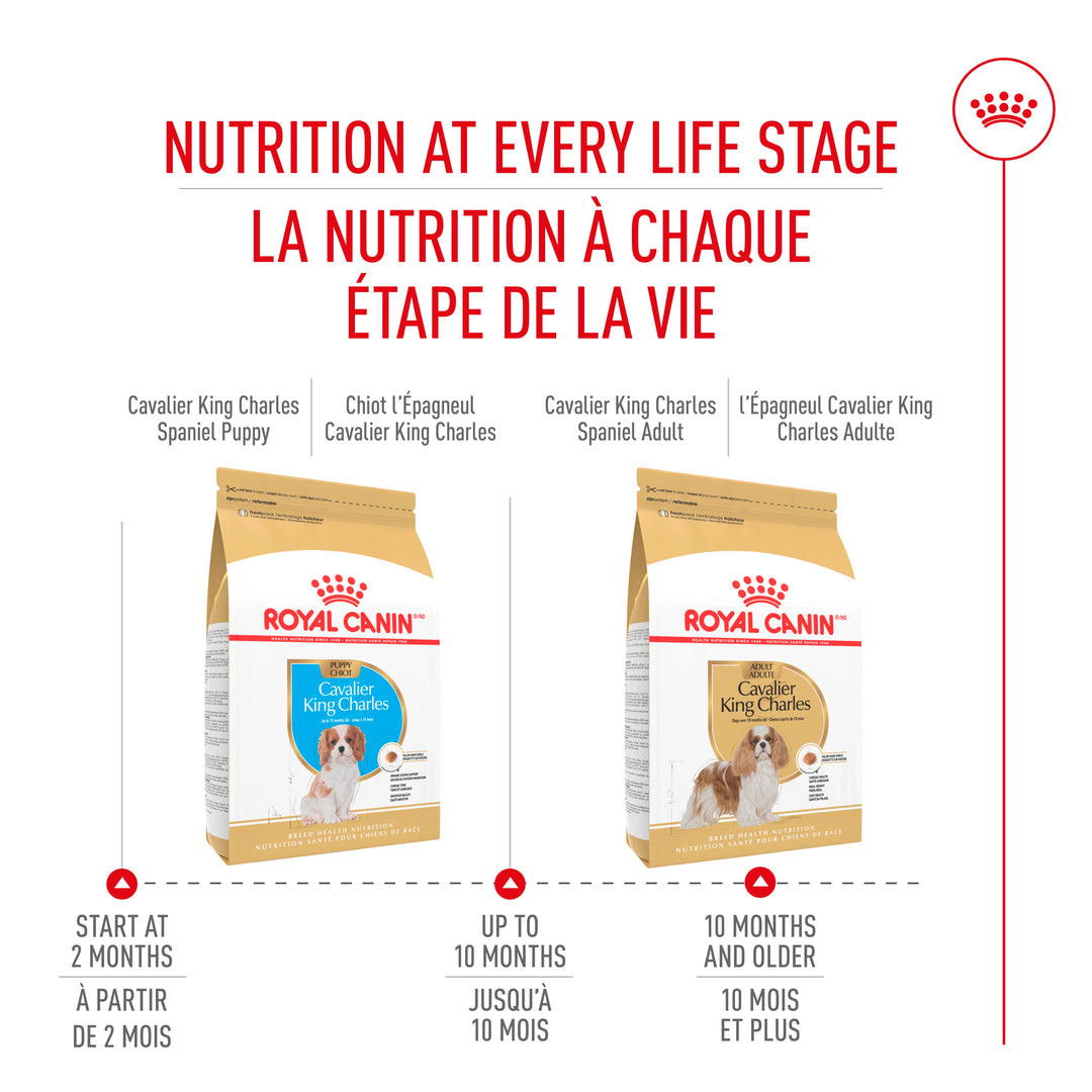 Nourriture sèche pour chiens adultes Cavalier King Charles