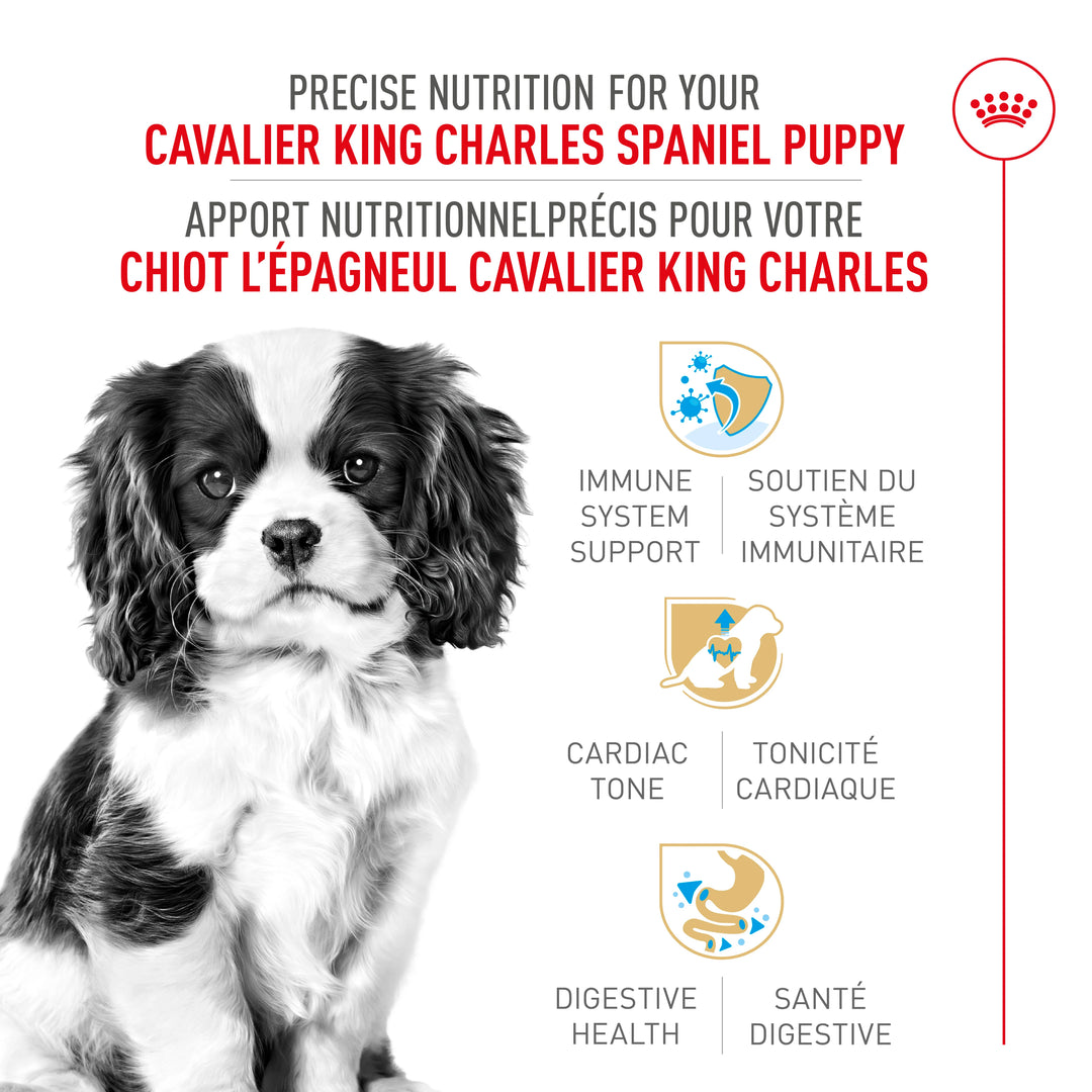 Dry food for Cavalier King Charles Spaniel puppies