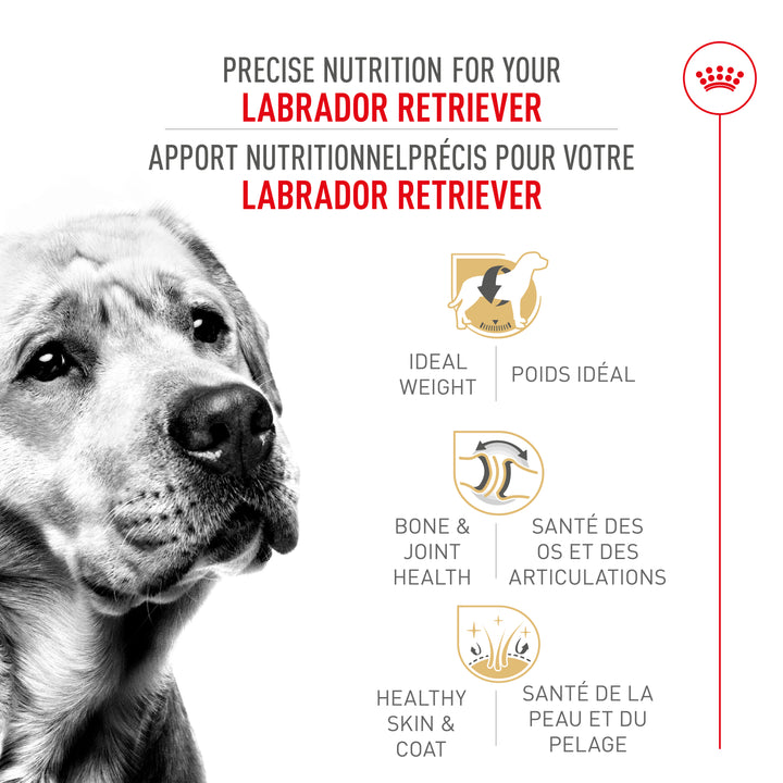 Royal Canin Chien Adulte Nourriture Sèche Labrador Retriever