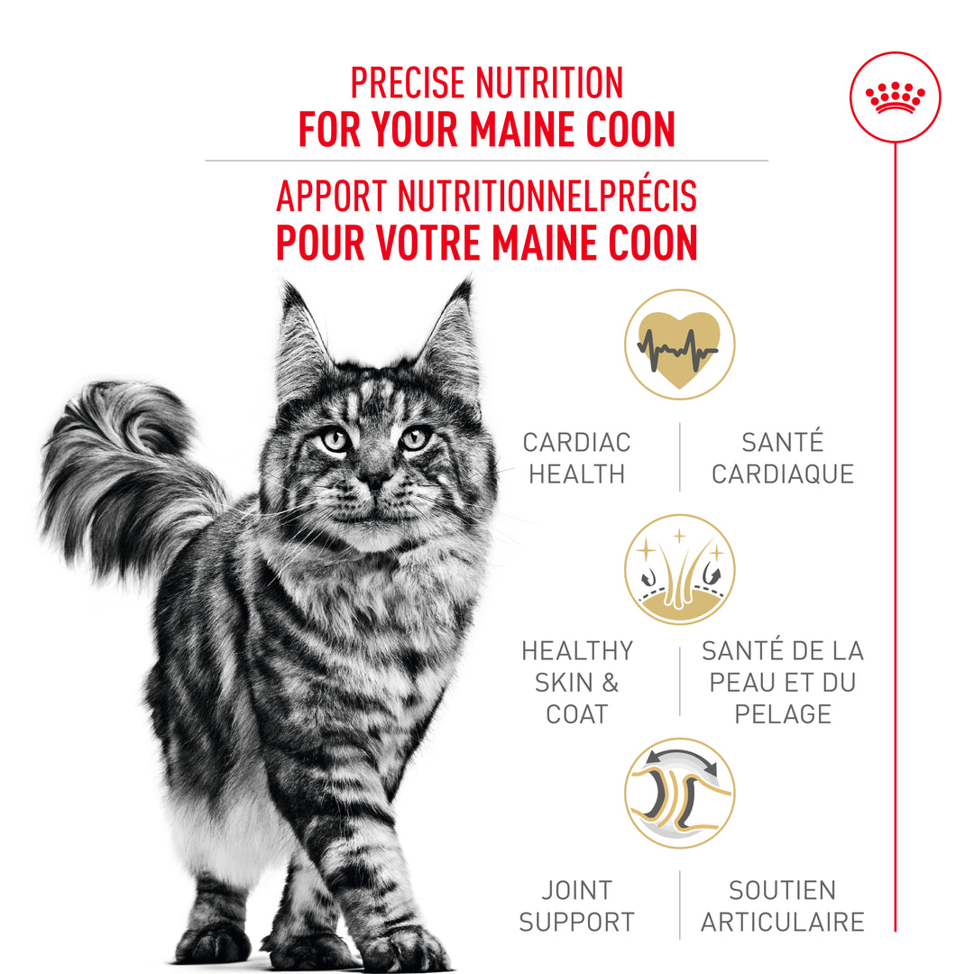 Royal Canin Chat Nourriture Sèche Adulte Maincoon
