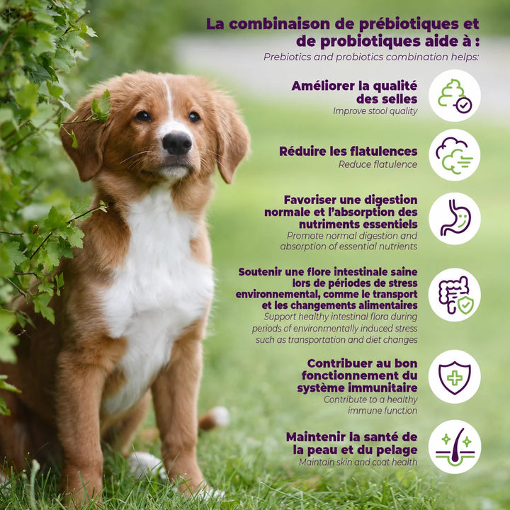 Supplément Probio+ de pré et probiotiques pour la santé intestinale et immunitaire des chiens et chiots