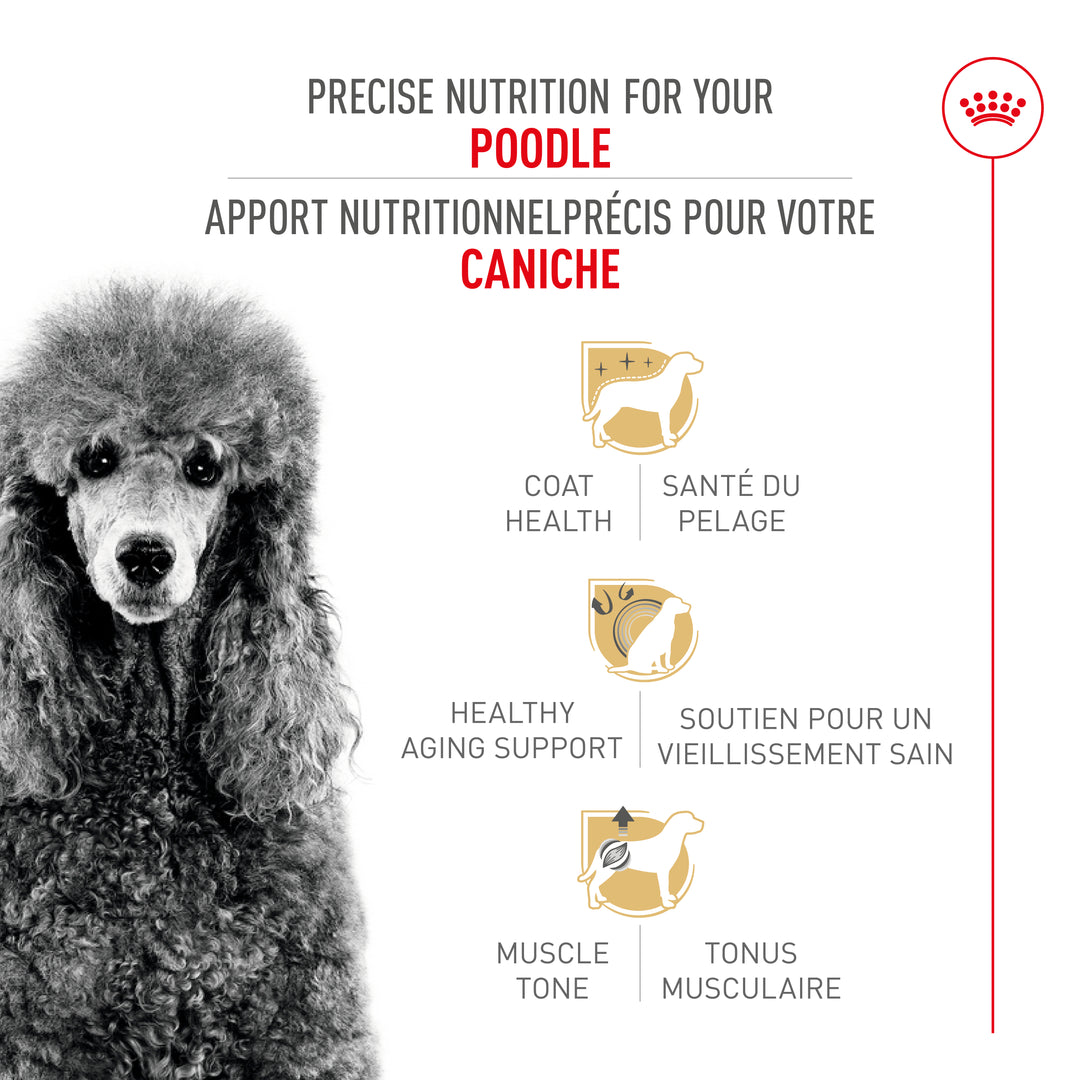 Royal Canin Chien Adulte Nourriture Sèche Caniche