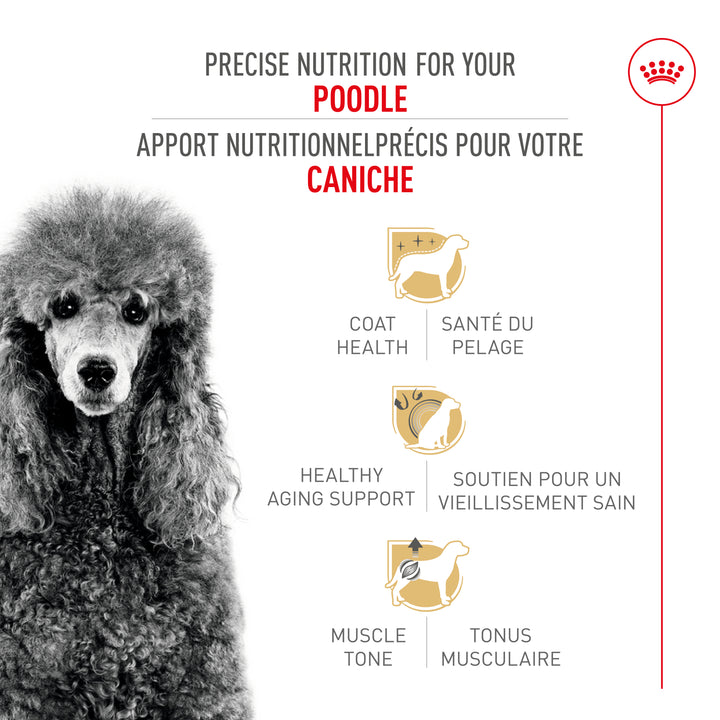 Royal Canin Chien Adulte Nourriture Sèche Caniche