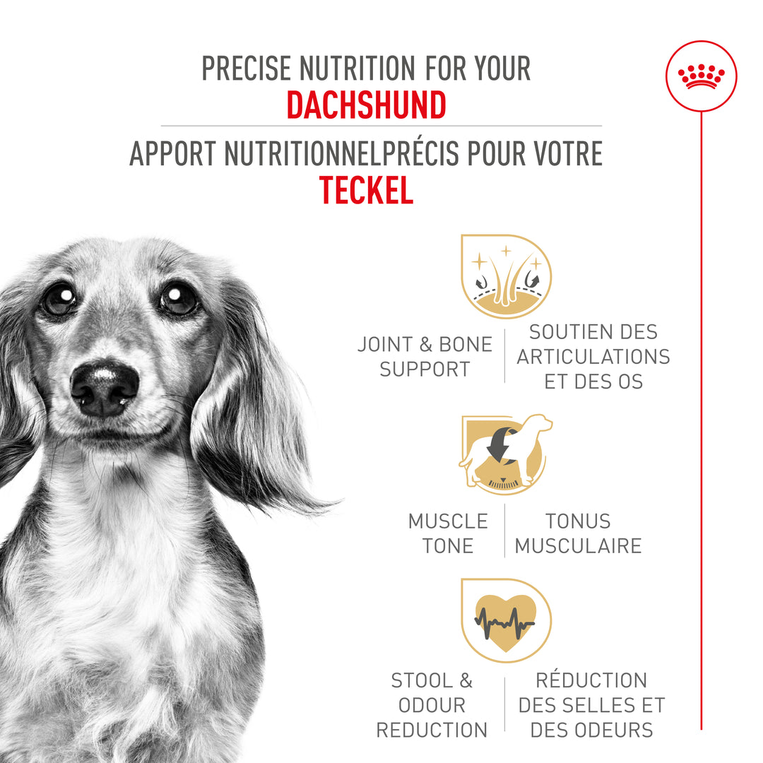 Royal Canin Chien Adulte Nourriture Sèche Teckel