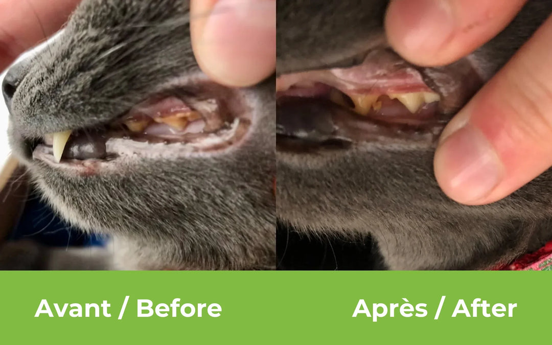 Buco+ supplement for fresh breath and healthy teeth, dogs and cats under 15 kg
