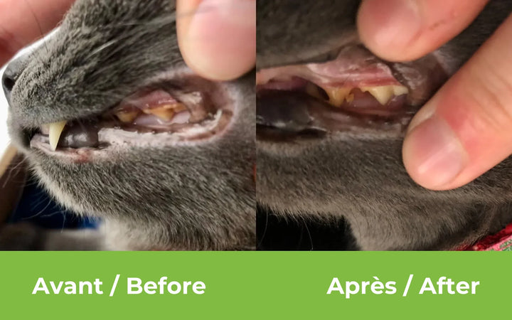 Buco+ supplement for fresh breath and healthy teeth, dogs and cats under 15 kg
