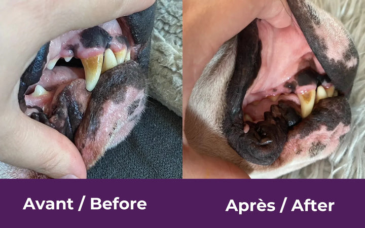 Supplément Buco+ pour une haleine fraîche et des dents saines, chiens et chats de plus de 15 kg