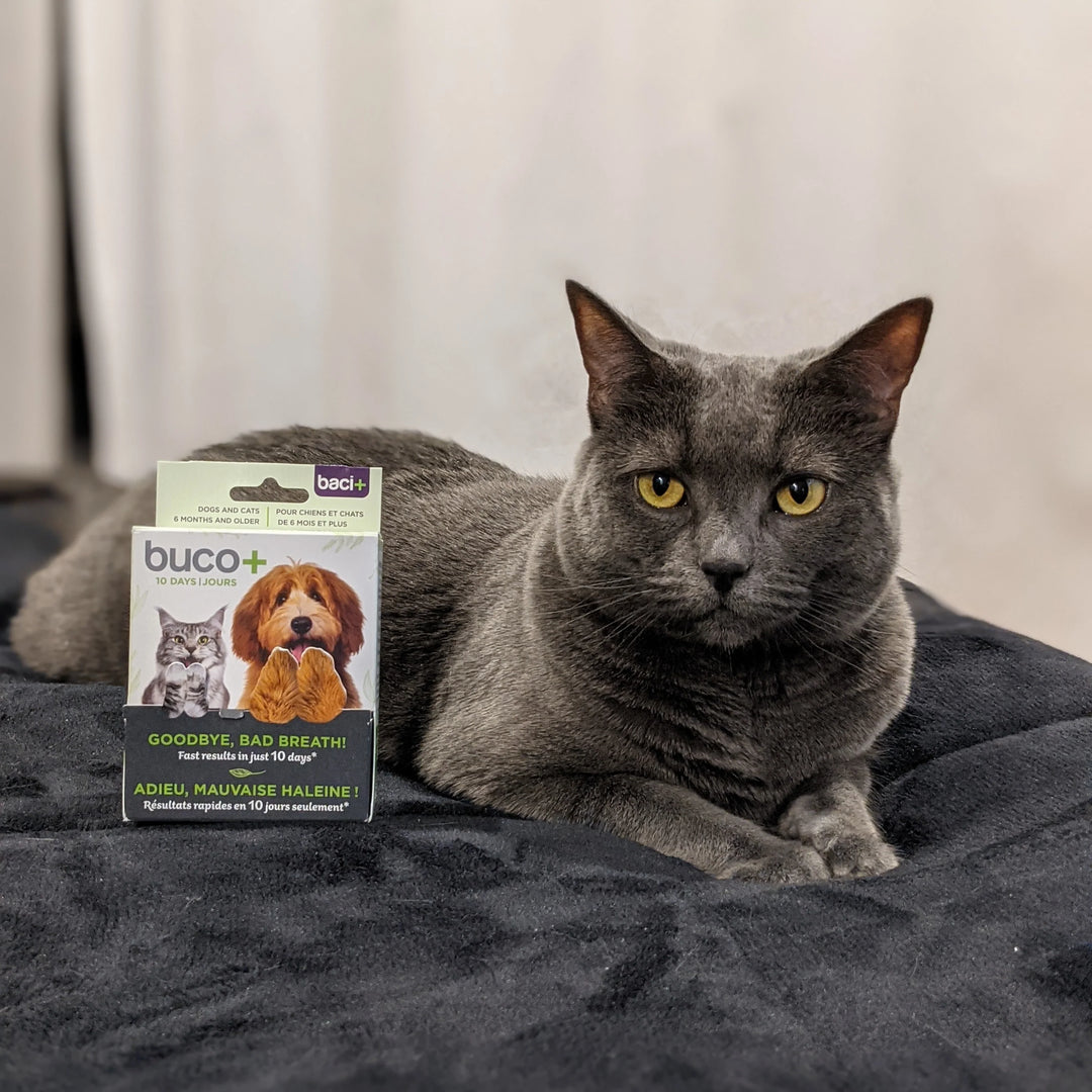 Supplément Buco+ 10 jours pour rafraîchir l'haleine des chiens et des chats