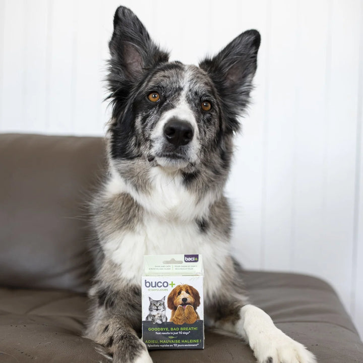 Supplément Buco+ 10 jours pour rafraîchir l'haleine des chiens et des chats