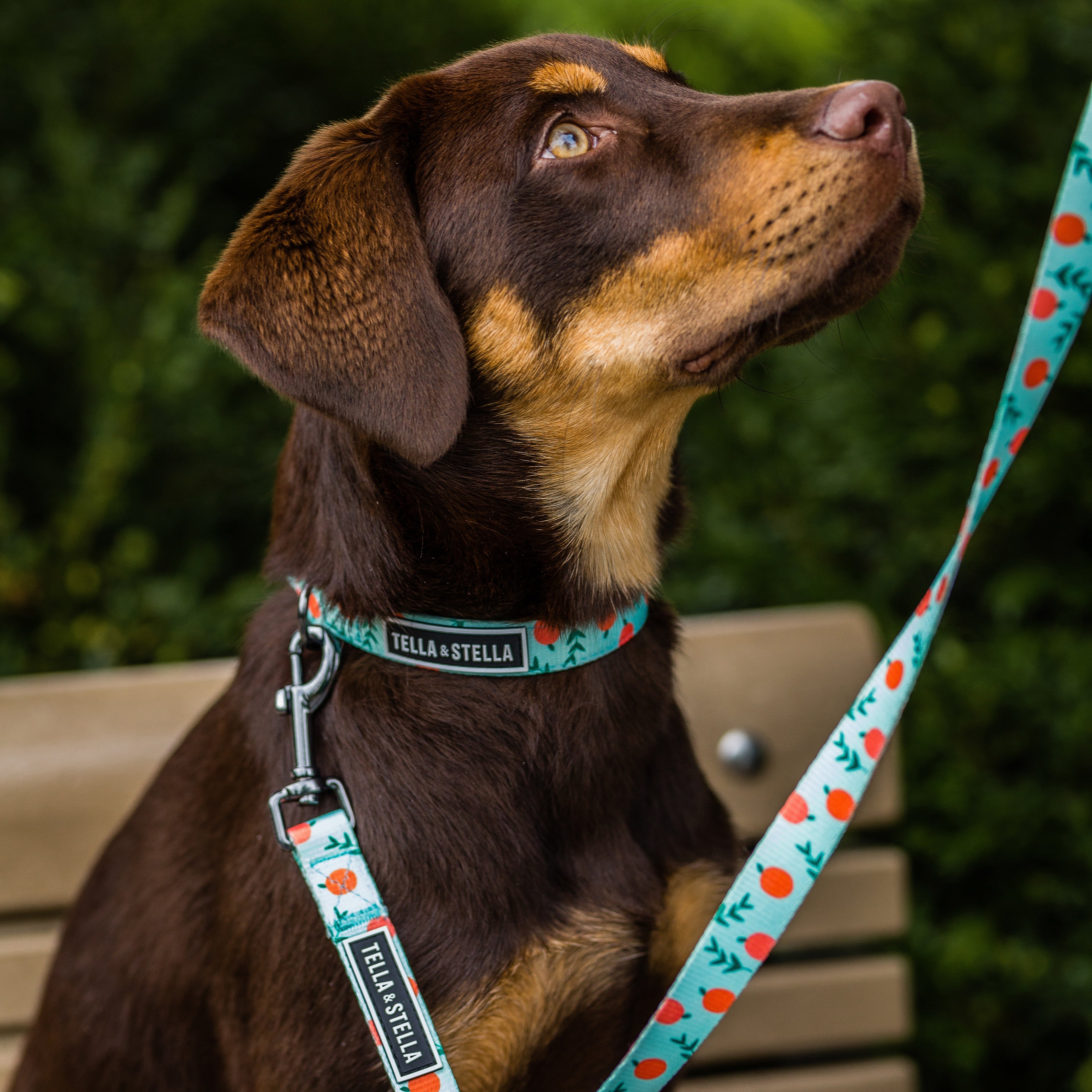 Tella&Stella Collier pour chien Pêche – Animo etc